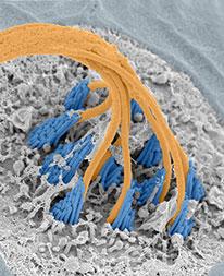 Scanning electron micrograph of zebrafish lateral line hair bundles. The skin of the fish is colored gray, the actin-filled stereocilia blue, and the primary cilia (kinocilia) are colored orange.