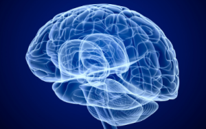 scientific rendering of the brain