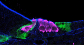 One inner and three outer hair cells.