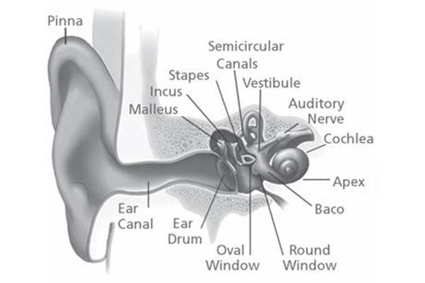 The auditory system.