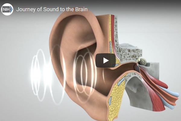 The screenshot of video illustrating how sounds travel from the ear to the brain, where they are interpreted and understood.