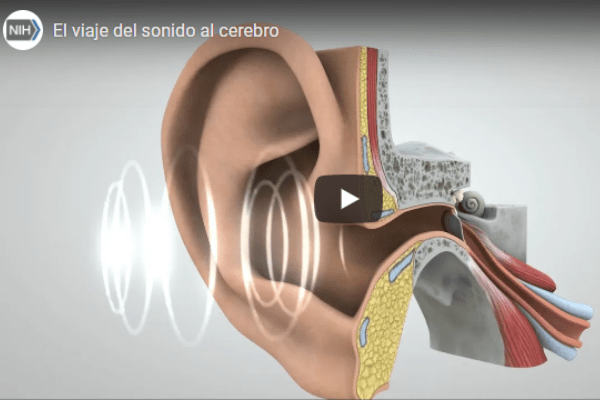 Captura de pantalla de un video animado que ilustra cómo los sonidos viajan del oído al cerebro, donde los sonidos se interpretan y se entienden.