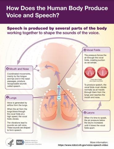 Infographic titled “How Does the Human Body Produce Voice and Speech?”